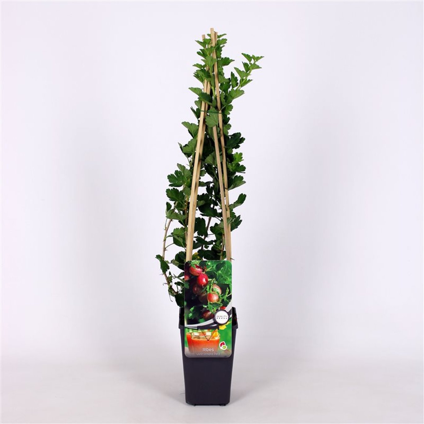 Krusbär – Ribes uva-crispa 'Hinnonmäki Röd' - C2 70/+ CM